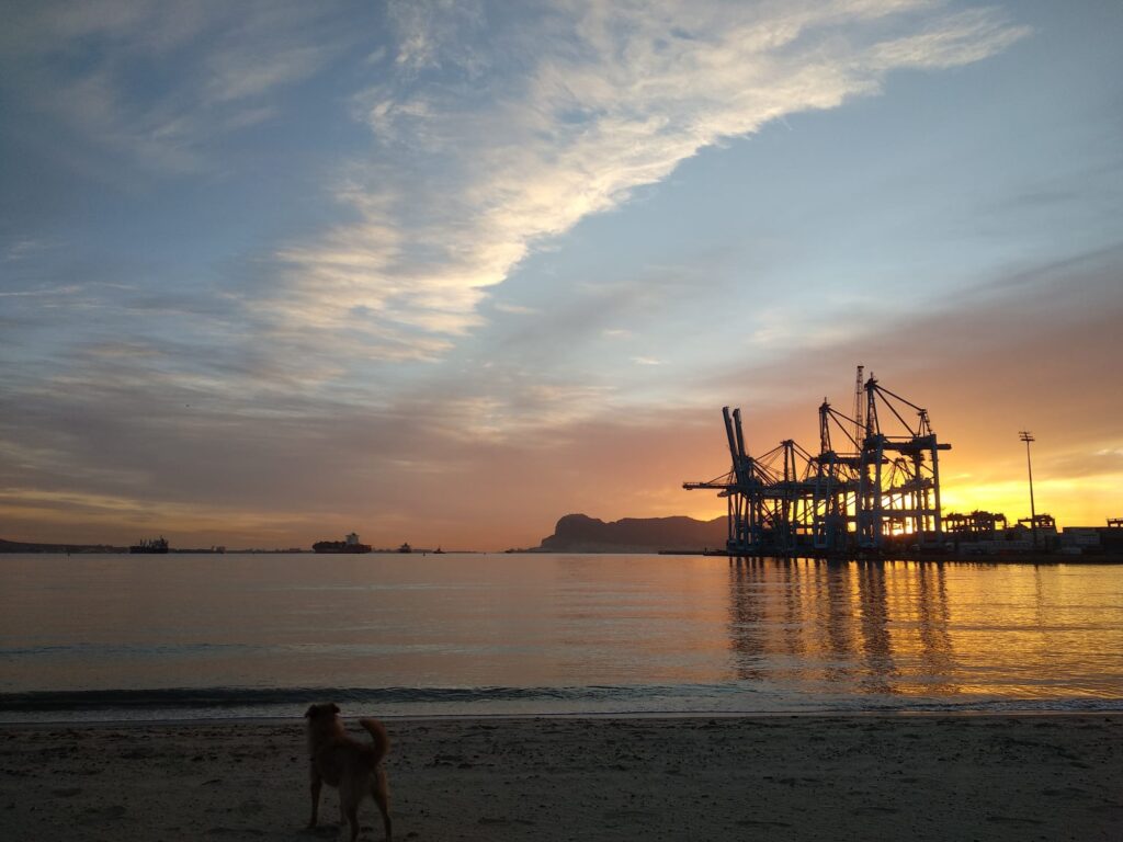 Amanecer en el mar, con la silueta de un puerto en el agua y un perro en la arena.
